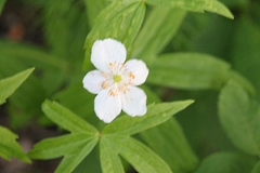 Anemonastrum dichotomum
