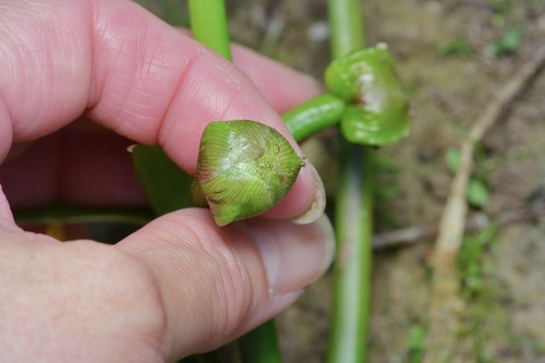 Image of Sagittaria calycina by (c) Michelle W. （鍾偉瑋）, some rights reserved (CC BY)