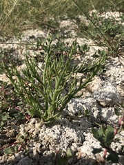 Salicornia rubra