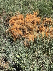 Cuscuta pacifica