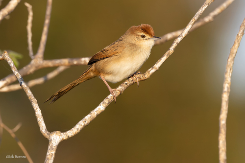 Megalurus timoriensis observed 2024-09-08