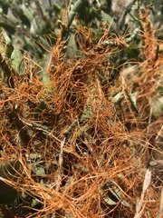 Cuscuta pacifica