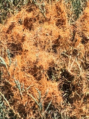 Cuscuta pacifica