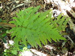 Tender Brake (Pteris tremula)