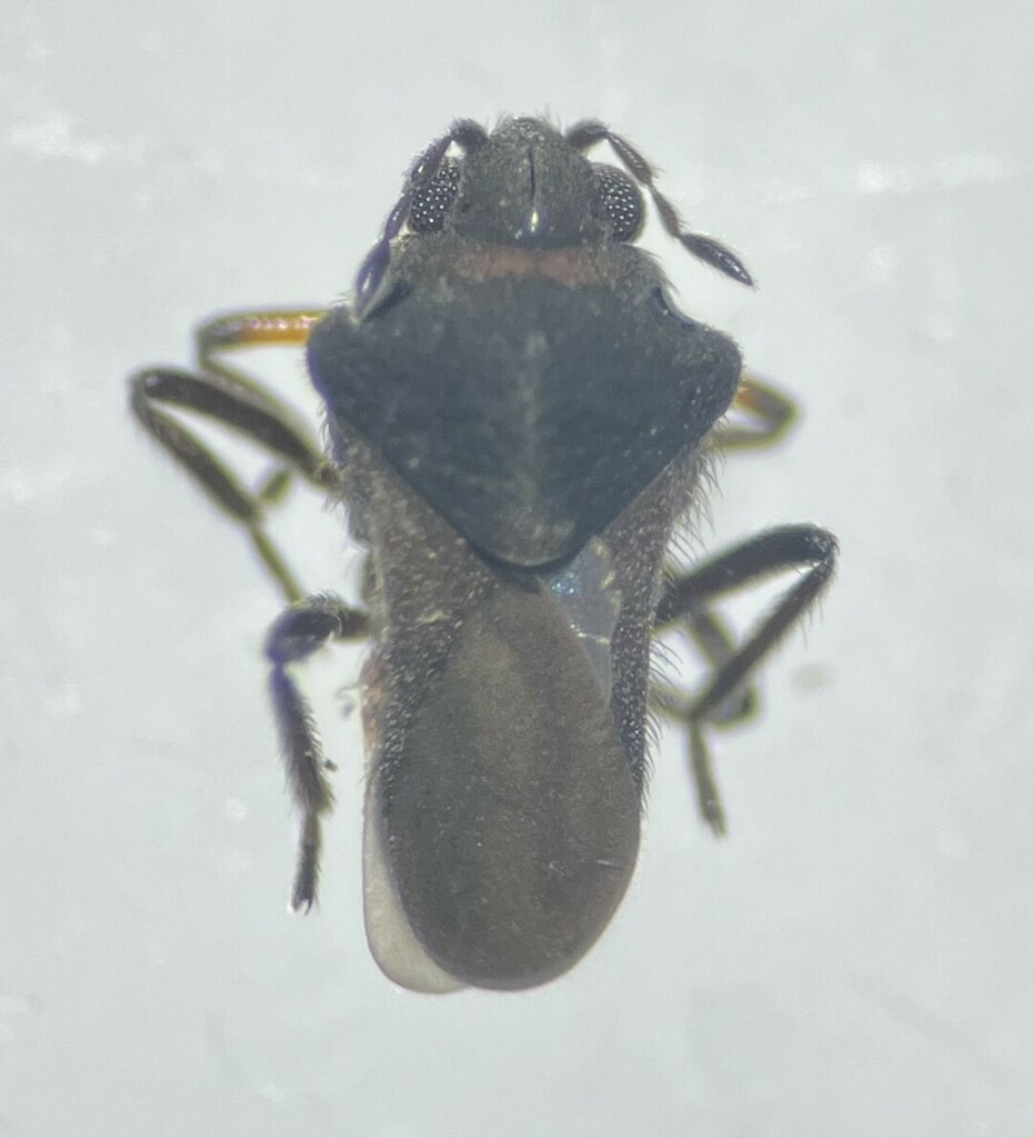 Microvelia glabrosulcata