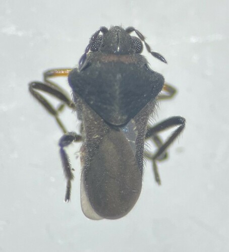 Microvelia glabrosulcata