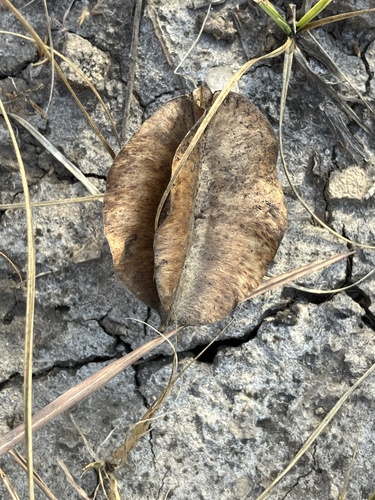 Oenothera macrocarpa