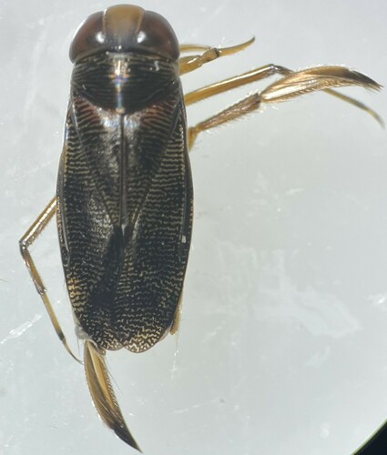 Neocorixa snowi
