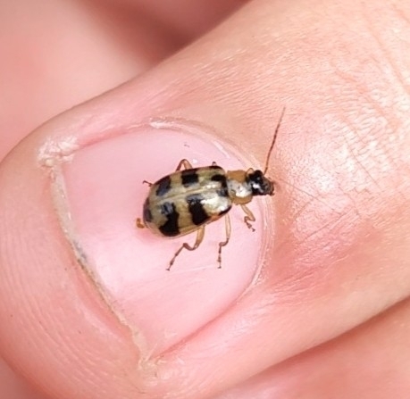 Vaquinha-preta-e-amarela (Cerotoma arcuata tingomariana)