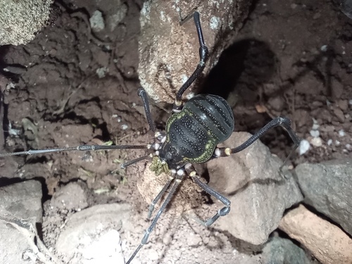 Geraeocormobius sylvarum