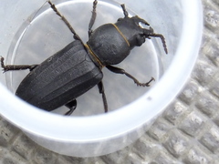 Spondylis buprestoides