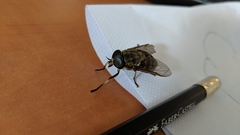 Diptera
