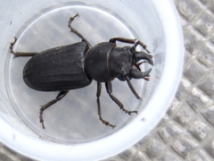 Spondylis buprestoides