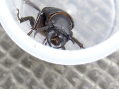 Spondylis buprestoides