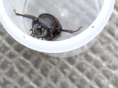 Spondylis buprestoides