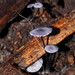 Entoloma uliginicola - Photo (c) Reiner Richter, some rights reserved (CC BY-NC-SA), uploaded by Reiner Richter