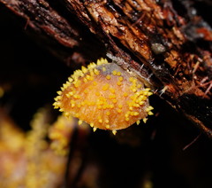 Neobarya agaricicola