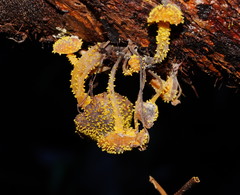 Neobarya agaricicola