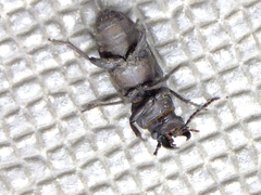 Spondylis buprestoides