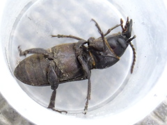 Spondylis buprestoides