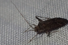 Phytocoris