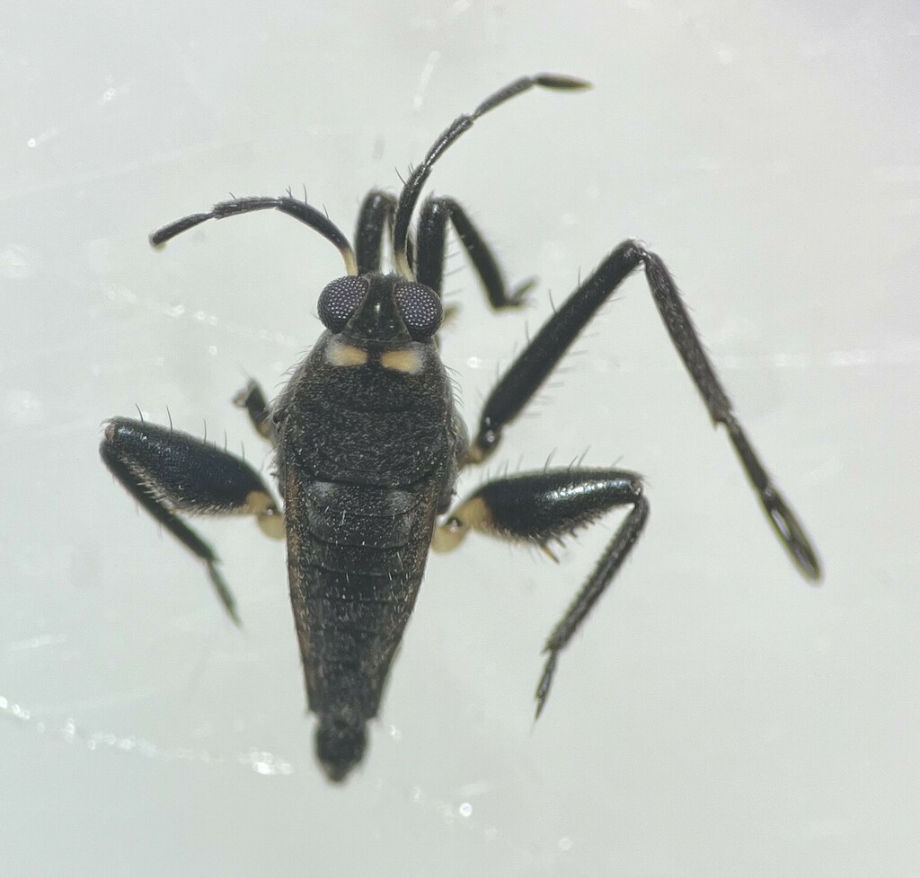 Rhagovelia torreyana