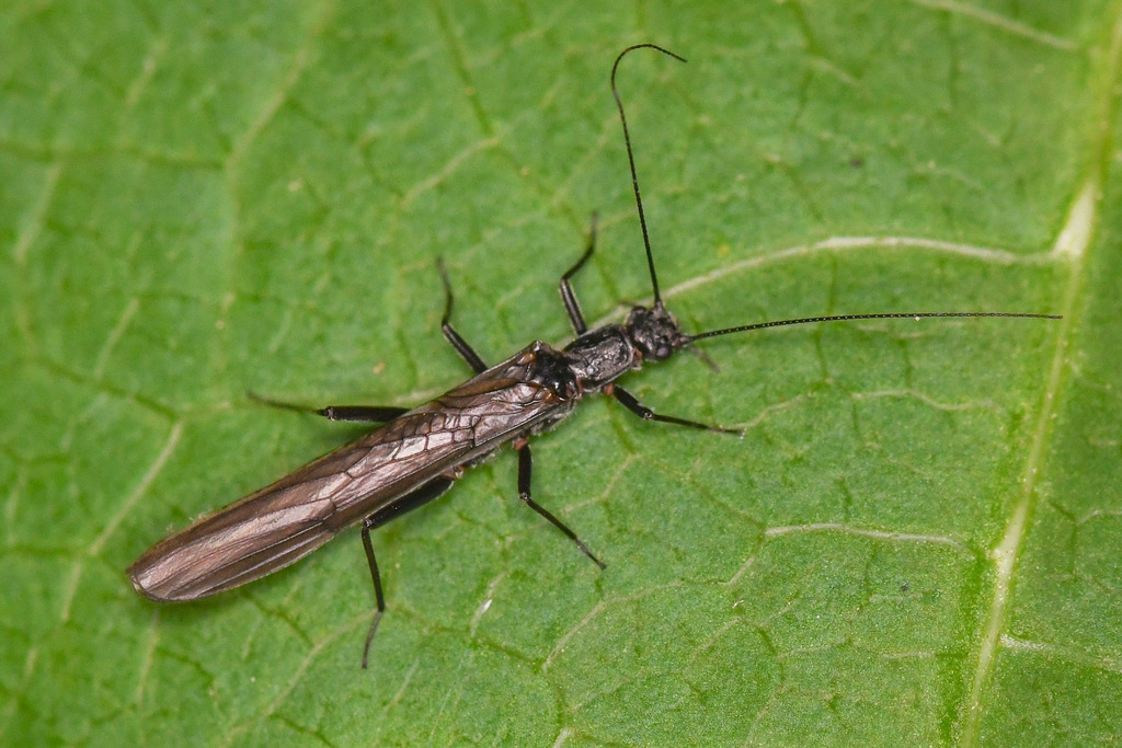 Utah Needlefly