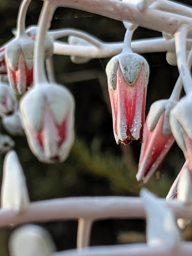 Dudleya pulverulenta