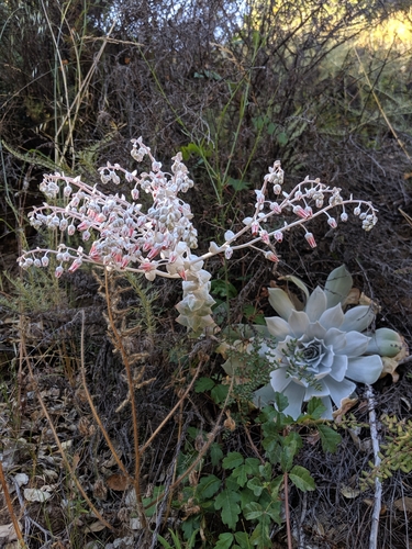 Dudleya pulverulenta