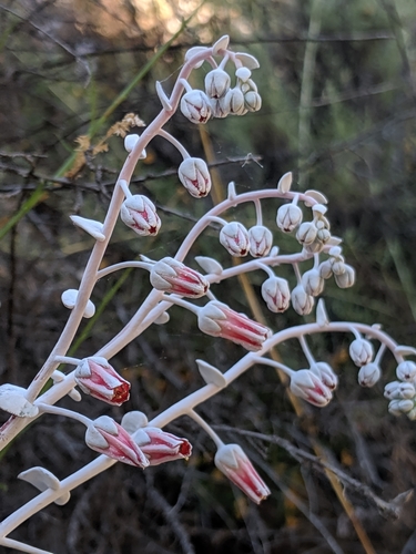 Dudleya pulverulenta