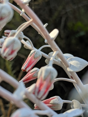 Dudleya pulverulenta
