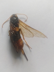 Urocerus gigas