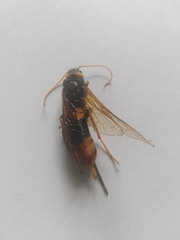 Urocerus gigas