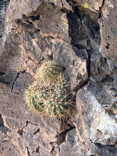 Echinocereus bakeri