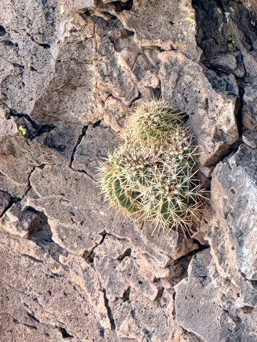 Echinocereus bakeri