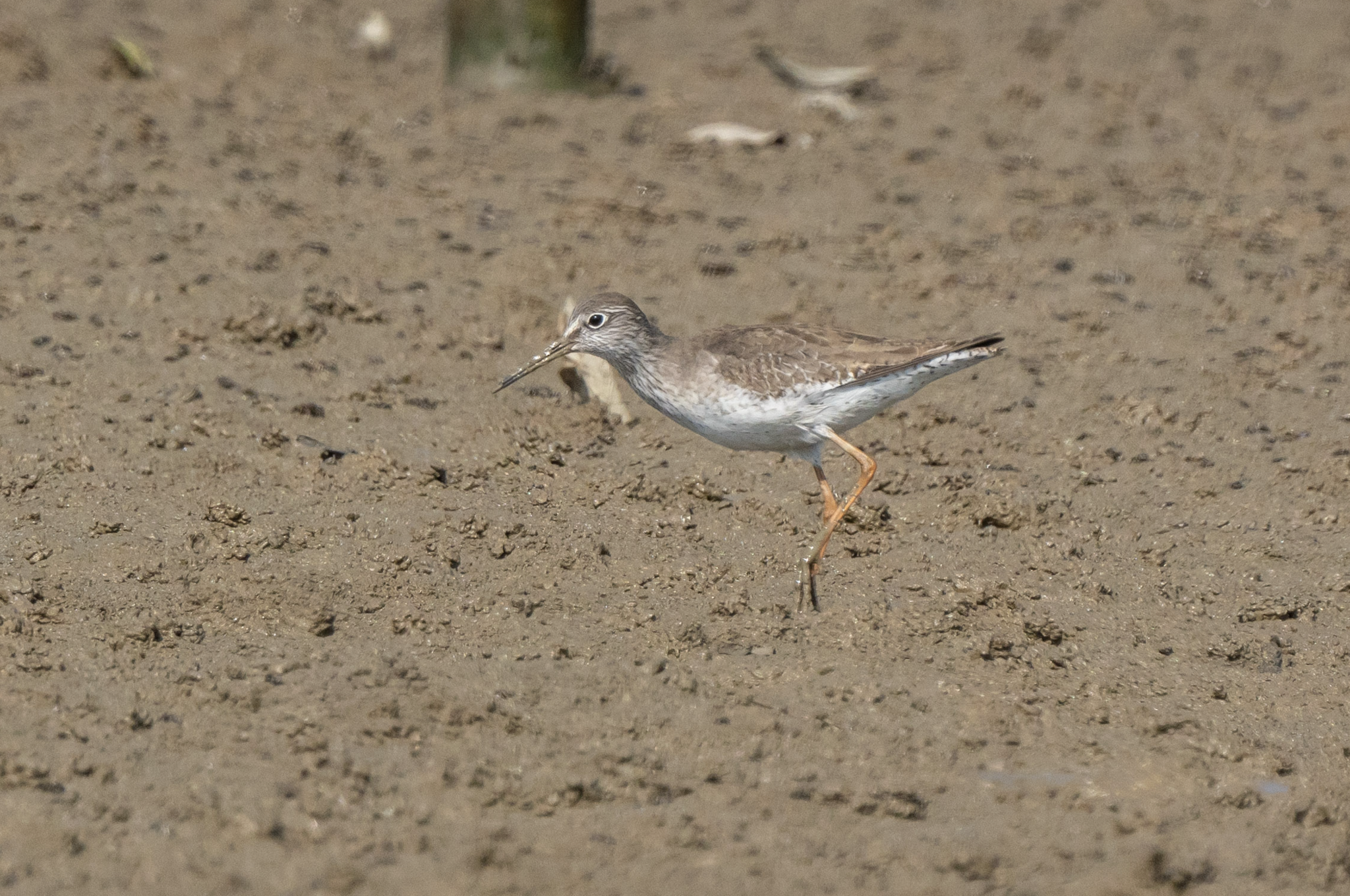 Common Redshank