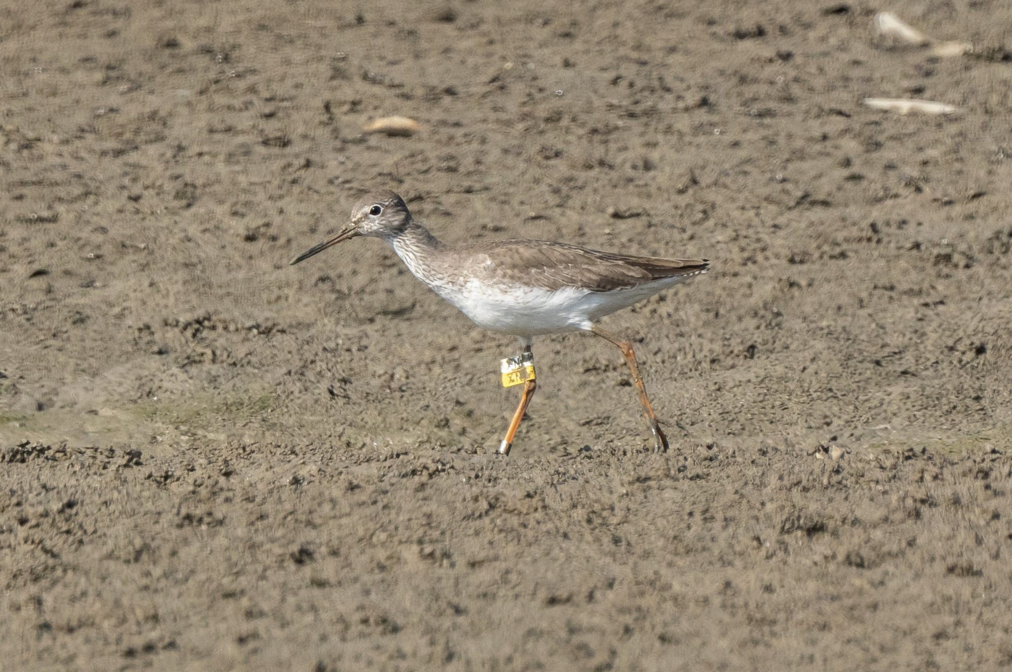 Common Redshank