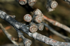 Eucalyptus nitida