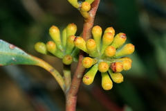 Eucalyptus nitida