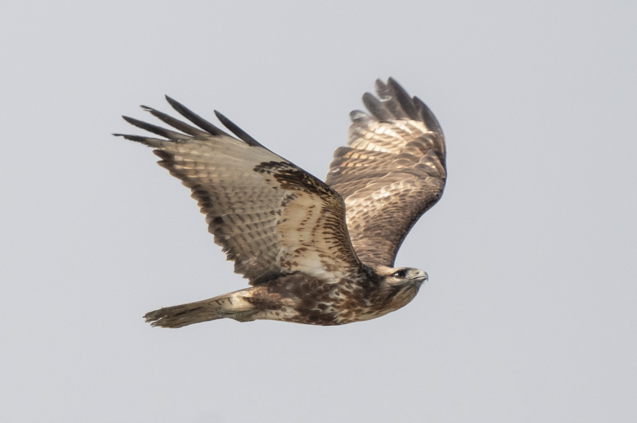 Eastern Buzzard