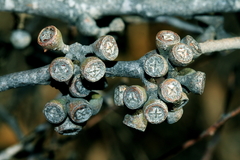 Eucalyptus nitida