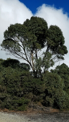 Eucalyptus nitida