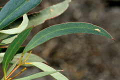 Eucalyptus nitida