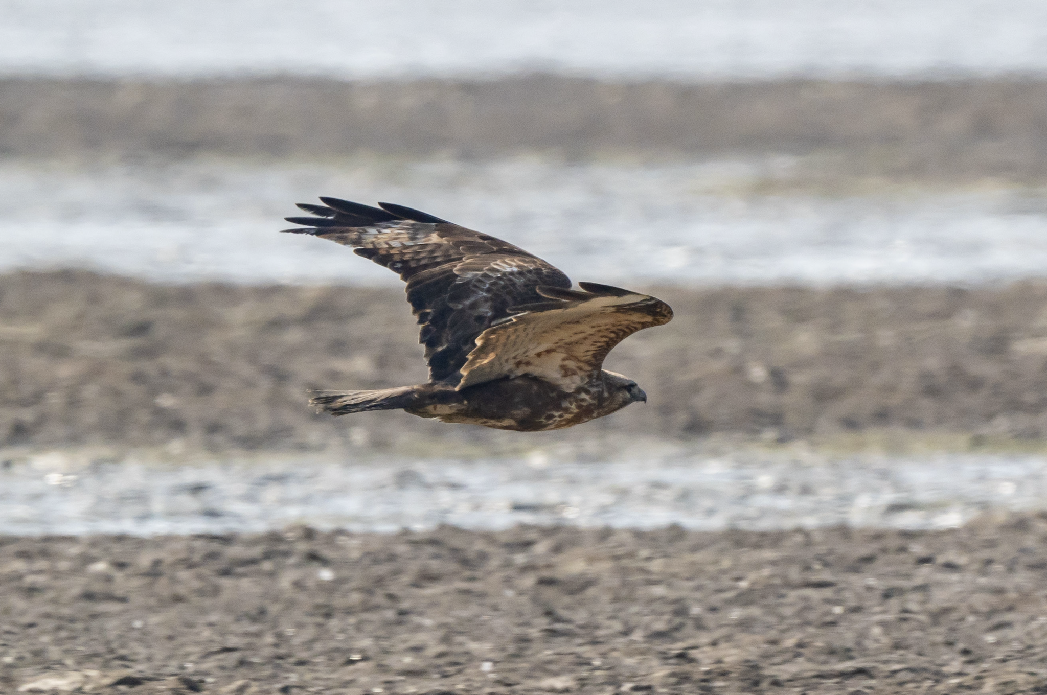 Eastern Buzzard