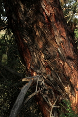 Eucalyptus nitida