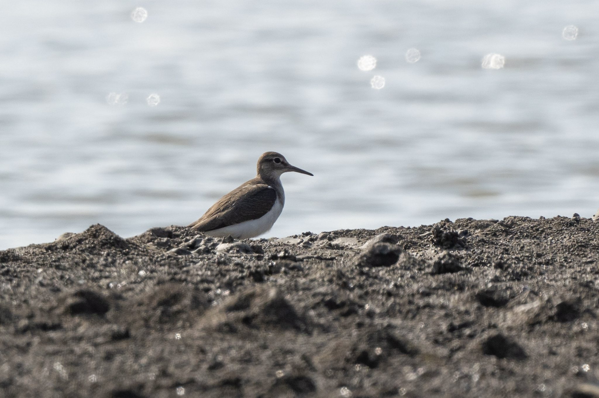 Common Sandpiper