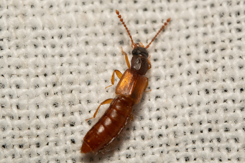 Manda mandibularis