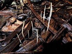 Macrotyphula defibulata