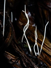 Macrotyphula defibulata