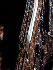 Macrotyphula defibulata